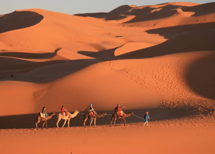 Sunset Camel Trek
